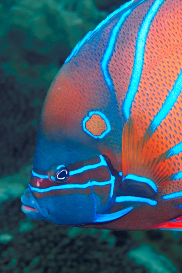 Blue Ring Angelfish
